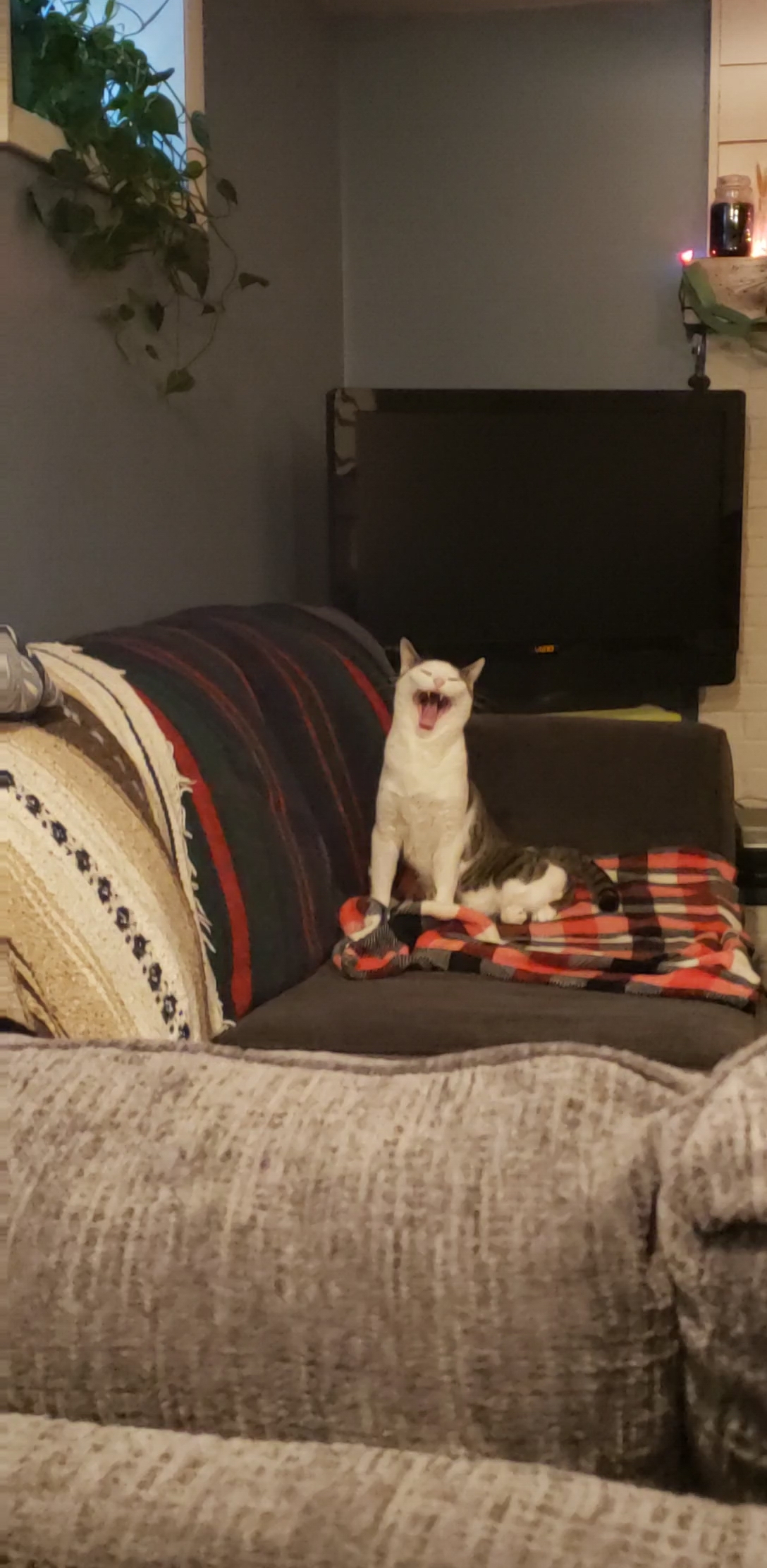 my cat with his mouth wide open on a couch